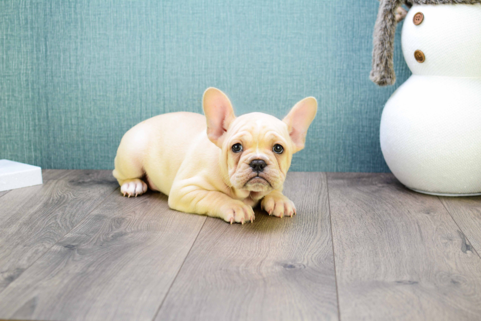 Best French Bulldog Baby