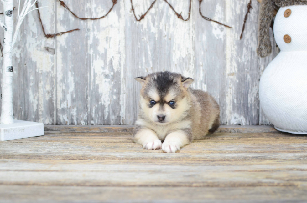 Best Pomsky Baby