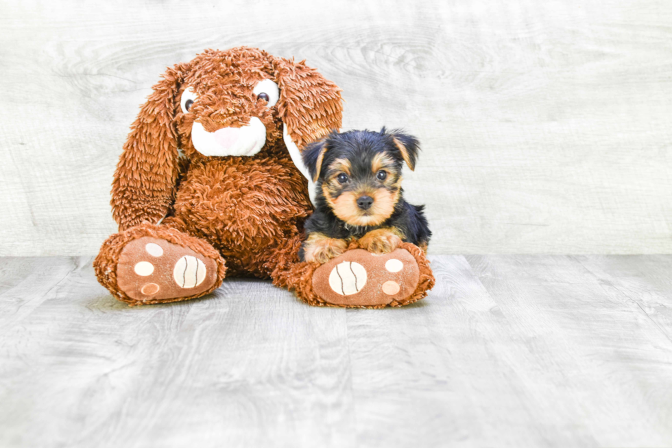 Meet Steven - our Yorkshire Terrier Puppy Photo 