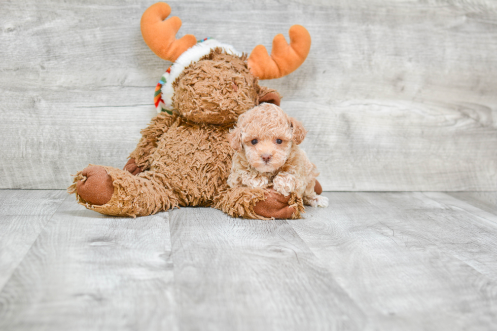 Poodle Puppy for Adoption