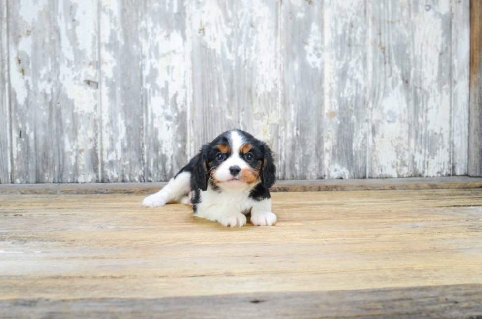 Funny Cavalier King Charles Spaniel Purebred Pup