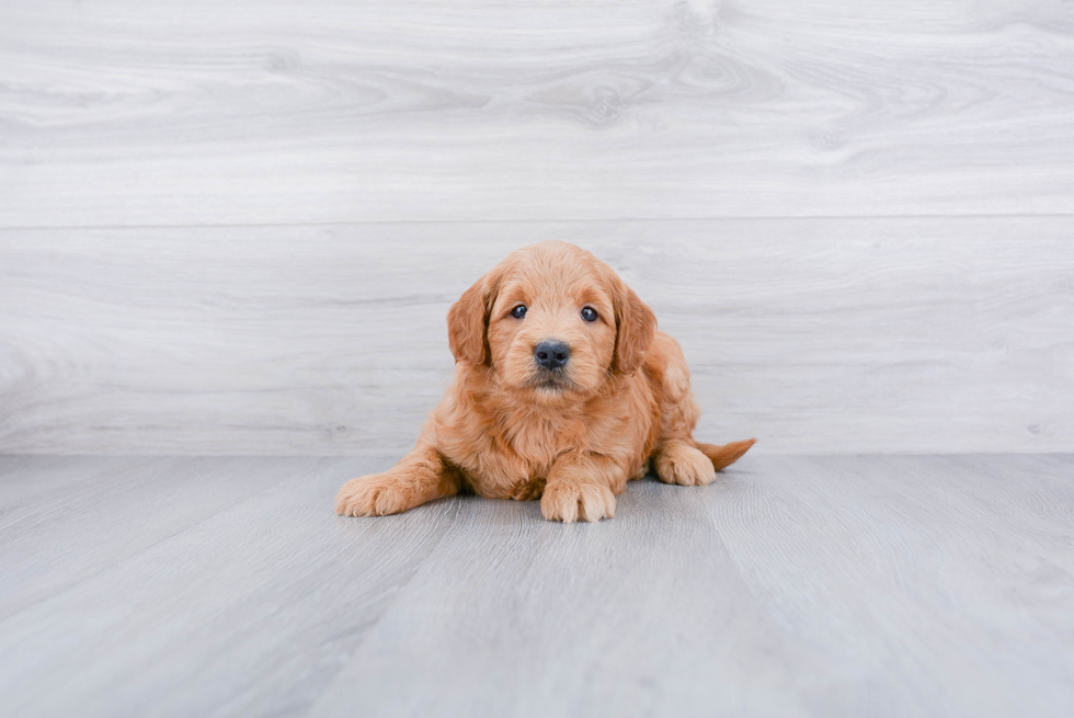 Best Mini Goldendoodle Baby