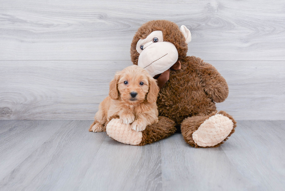 Best Mini Goldendoodle Baby