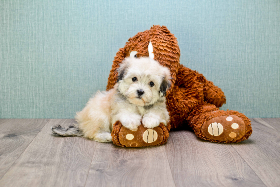 Best Havanese Baby