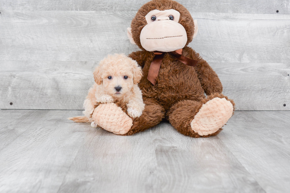 Energetic Maltese Poodle Poodle Mix Puppy