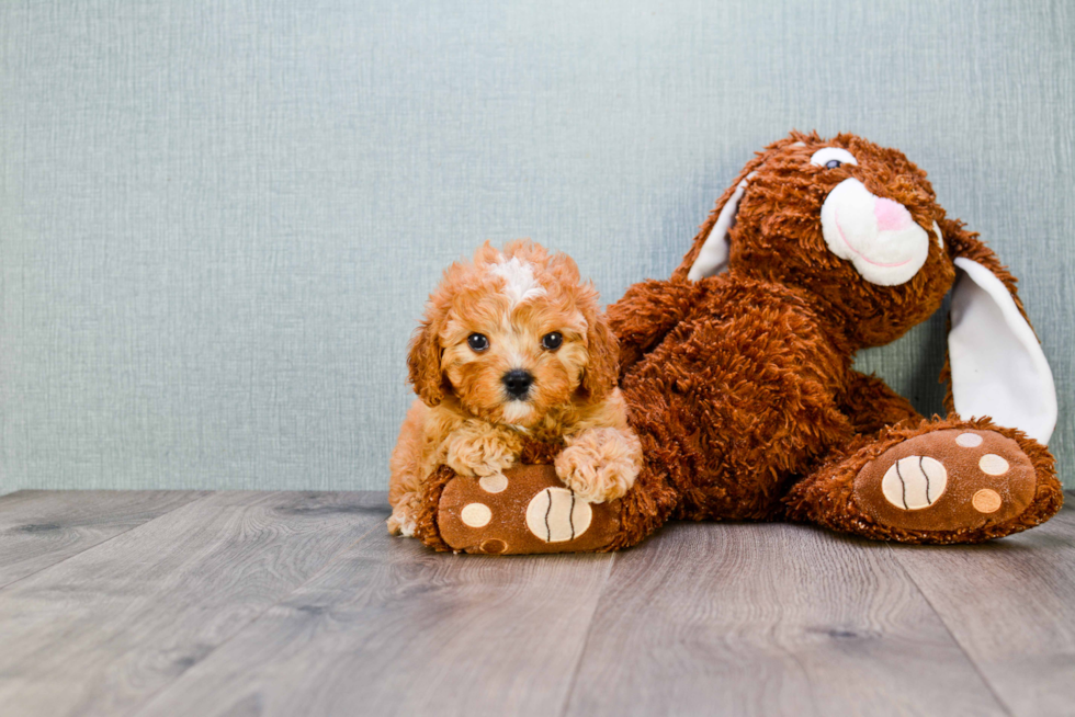 Cavapoo Puppy for Adoption