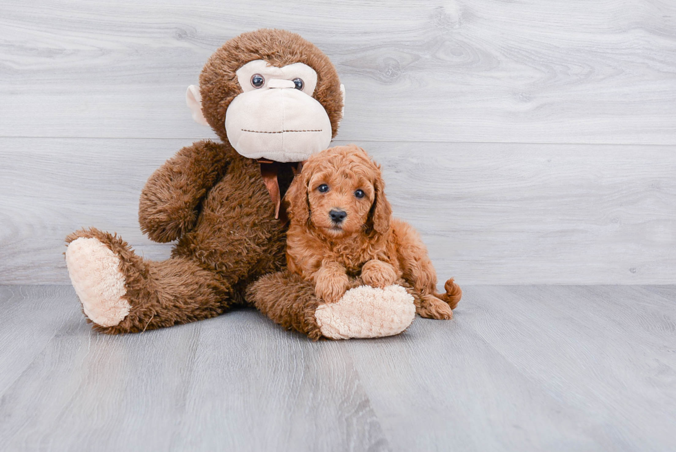 Mini Goldendoodle Puppy for Adoption