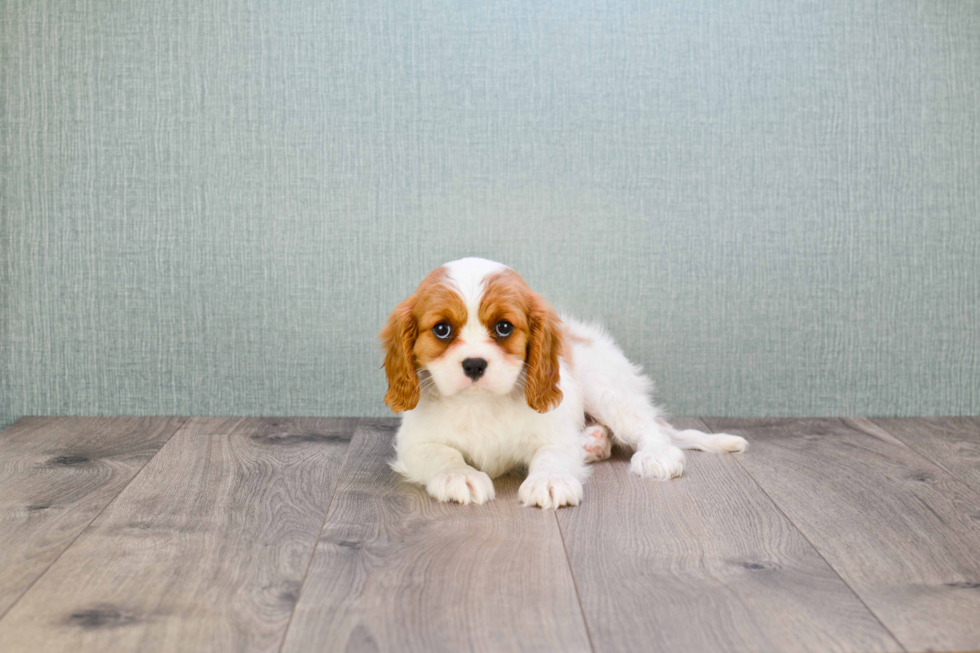 Best Cavalier King Charles Spaniel Baby