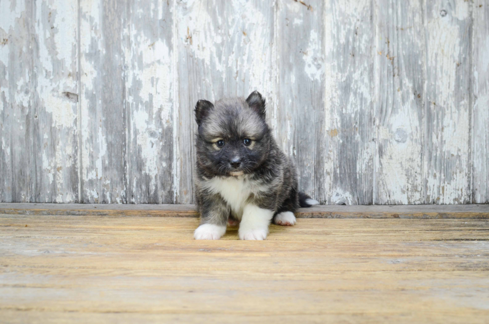 Energetic Mini Husky Designer Puppy