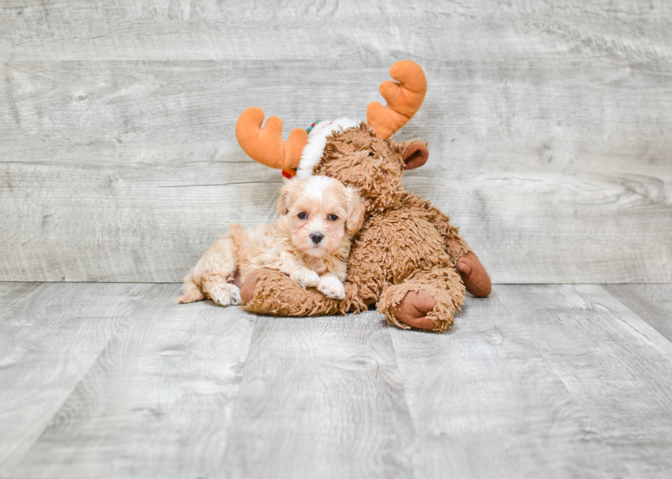 Best Maltipoo Baby