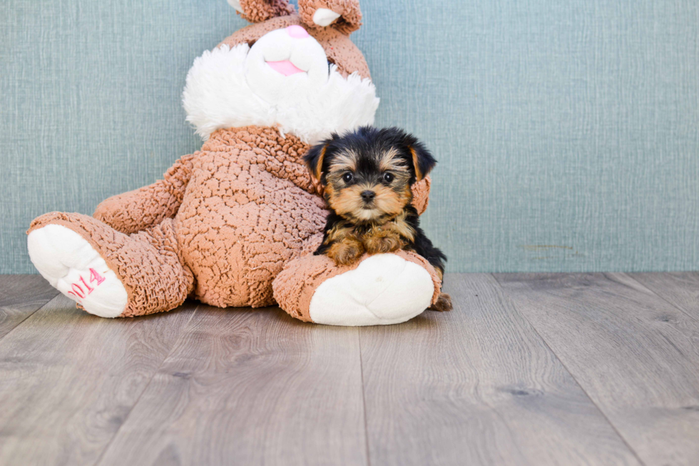 Meet Fiona - our Yorkshire Terrier Puppy Photo 