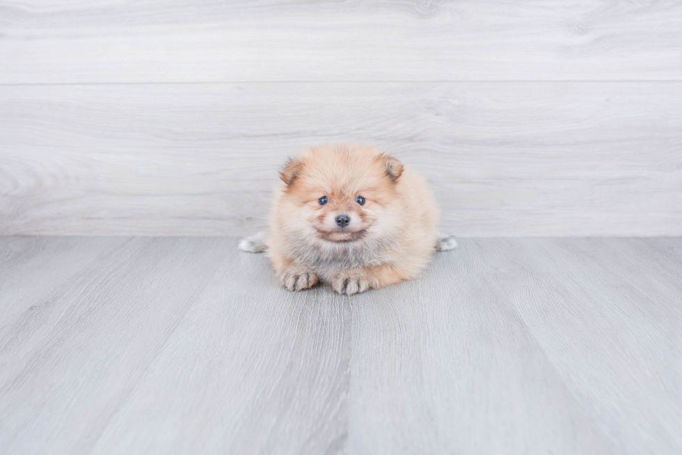 Pomeranian Pup Being Cute