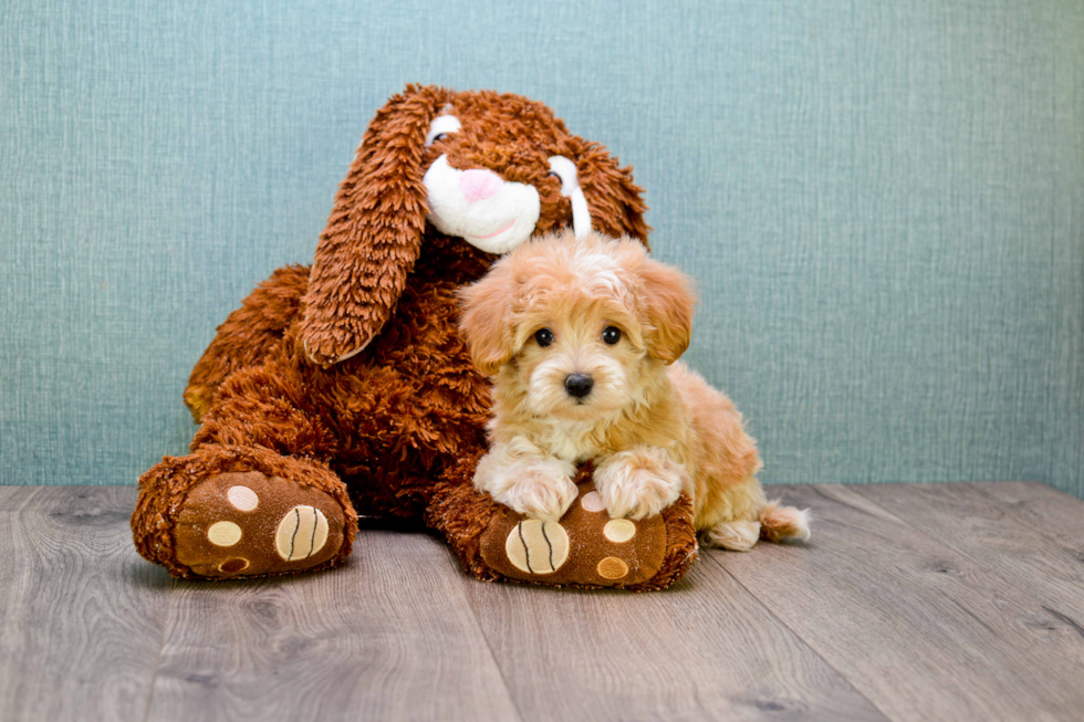 Cavapoo Puppy for Adoption