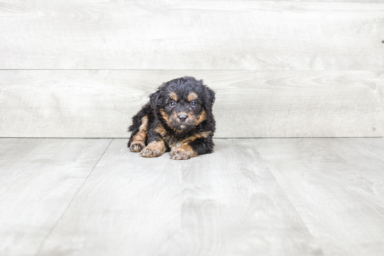 Mini Bernedoodle Puppy for Adoption