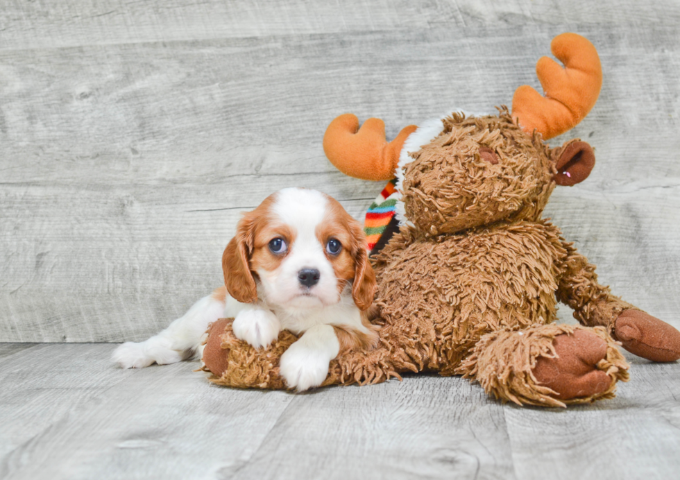 Best Cavalier King Charles Spaniel Baby