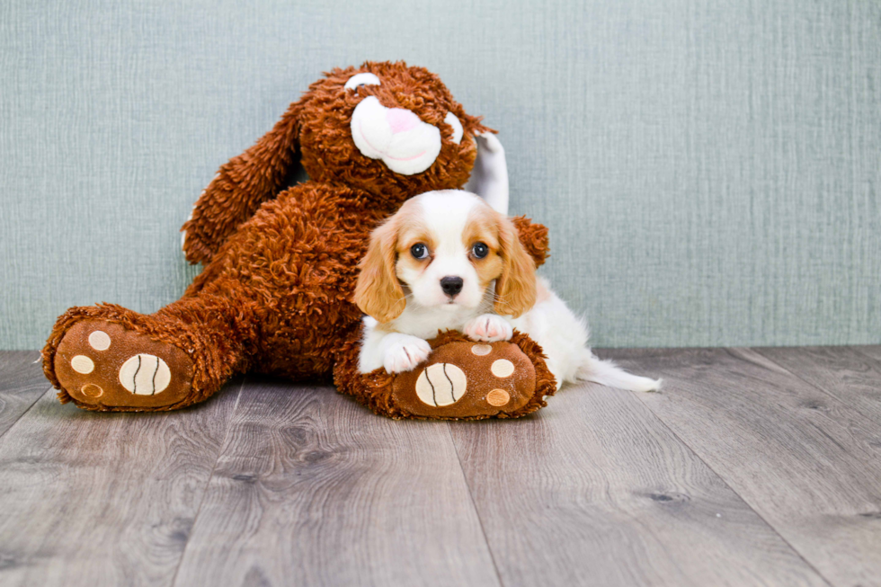 Fluffy Cavalier King Charles Spaniel Purebred Puppy