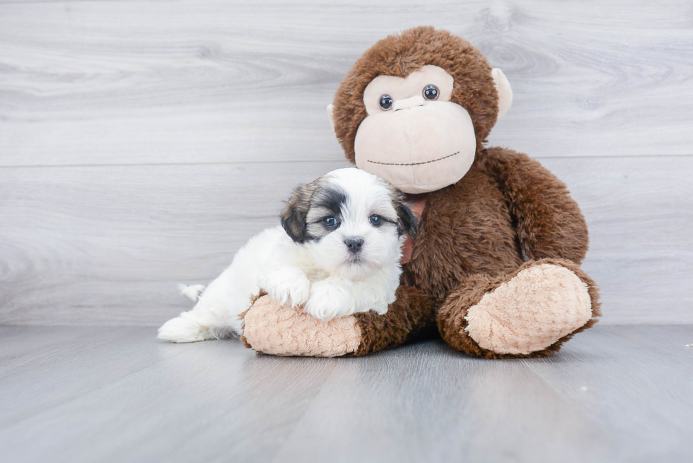 Teddy Bear Pup Being Cute