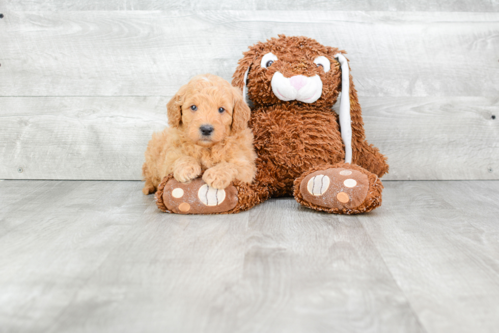 Smart Mini Goldendoodle Poodle Mix Pup