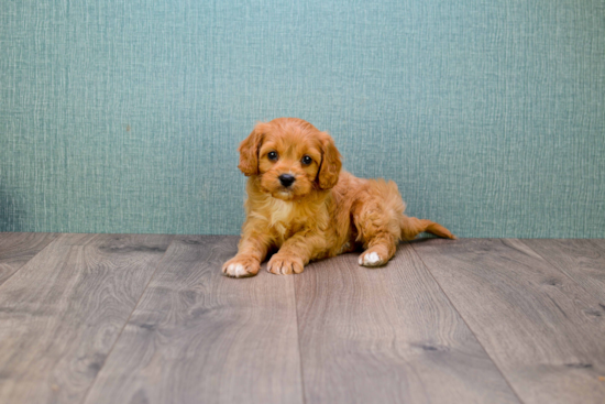 Happy Cavapoo Baby