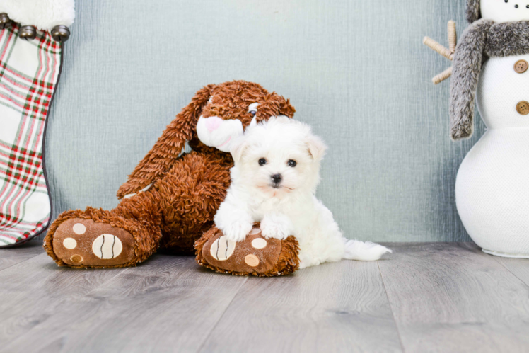 Energetic Maltese Poodle Poodle Mix Puppy