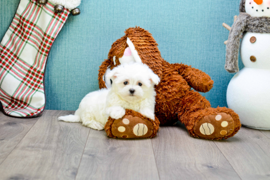 Sweet Maltese Purebred Puppy