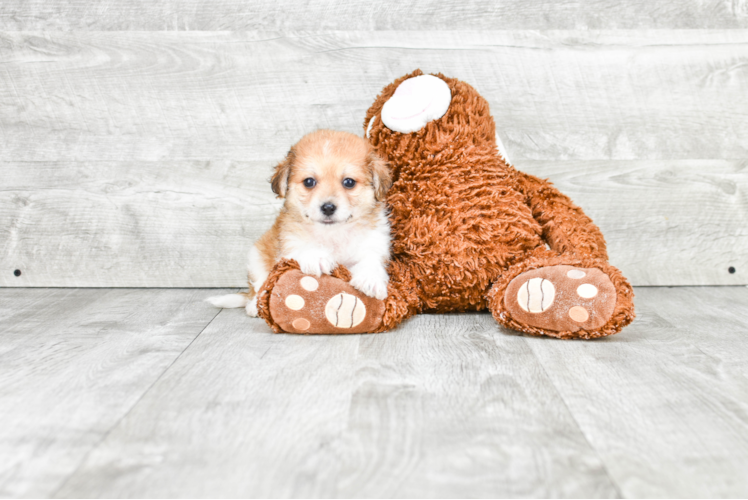 Small Havanese Purebred Pup