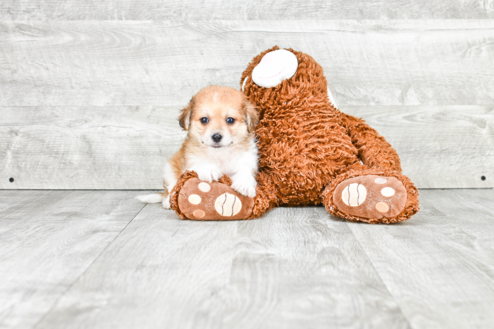 Small Havanese Purebred Pup