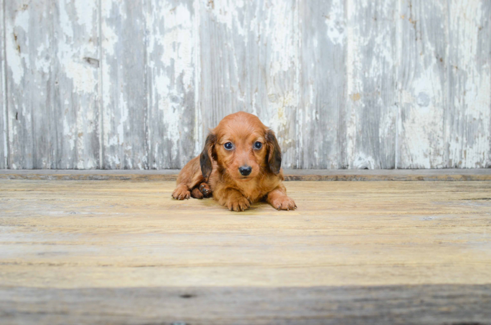 Cute Dachshund Purebred Pup