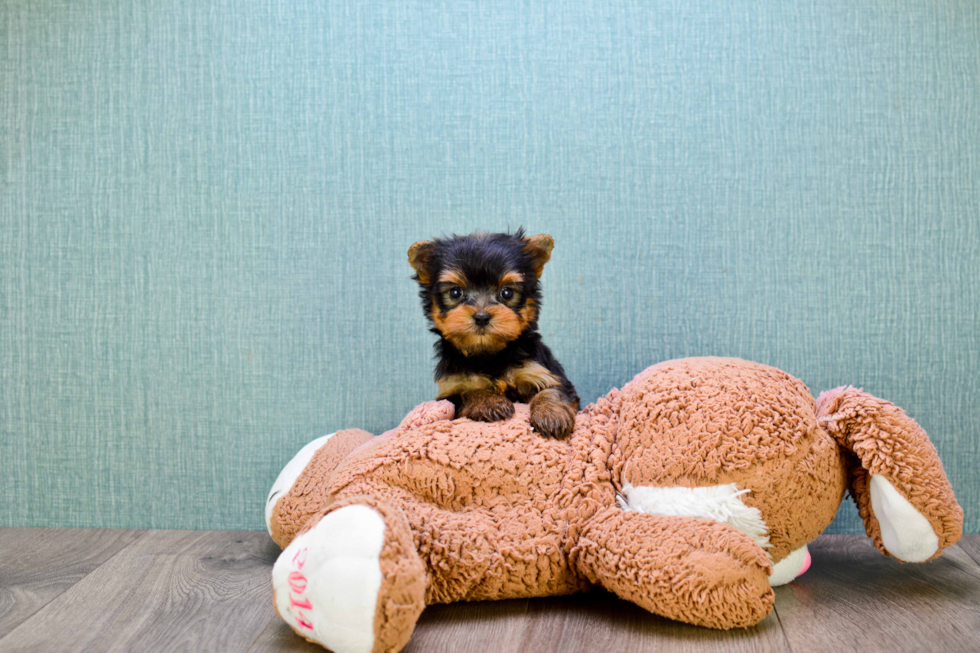 Meet Miss Perfection - our Yorkshire Terrier Puppy Photo 