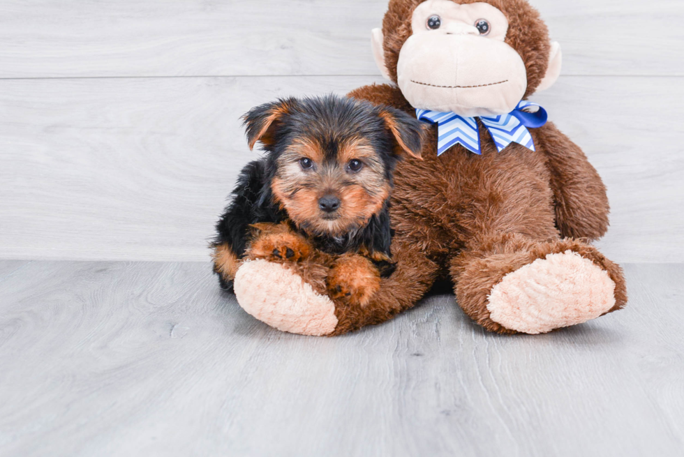 Meet Jenkins - our Yorkshire Terrier Puppy Photo 