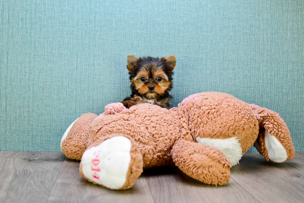 Meet Tinkerbell - our Yorkshire Terrier Puppy Photo 