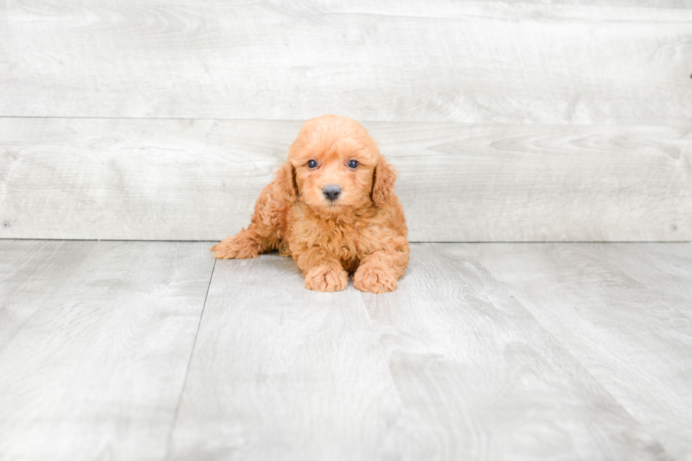 Best Mini Goldendoodle Baby