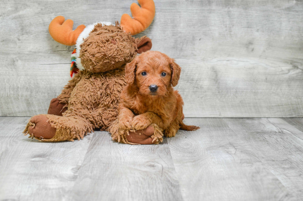 Funny Mini Goldendoodle Poodle Mix Pup