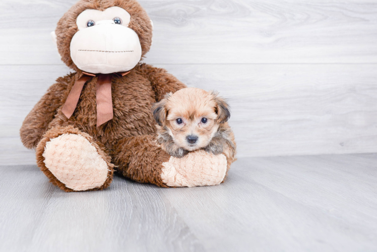 Morkie Pup Being Cute