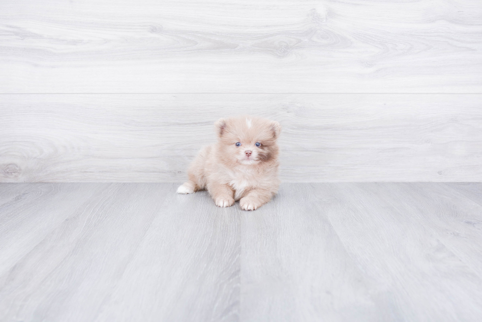 Little Pomeranian Purebred Pup