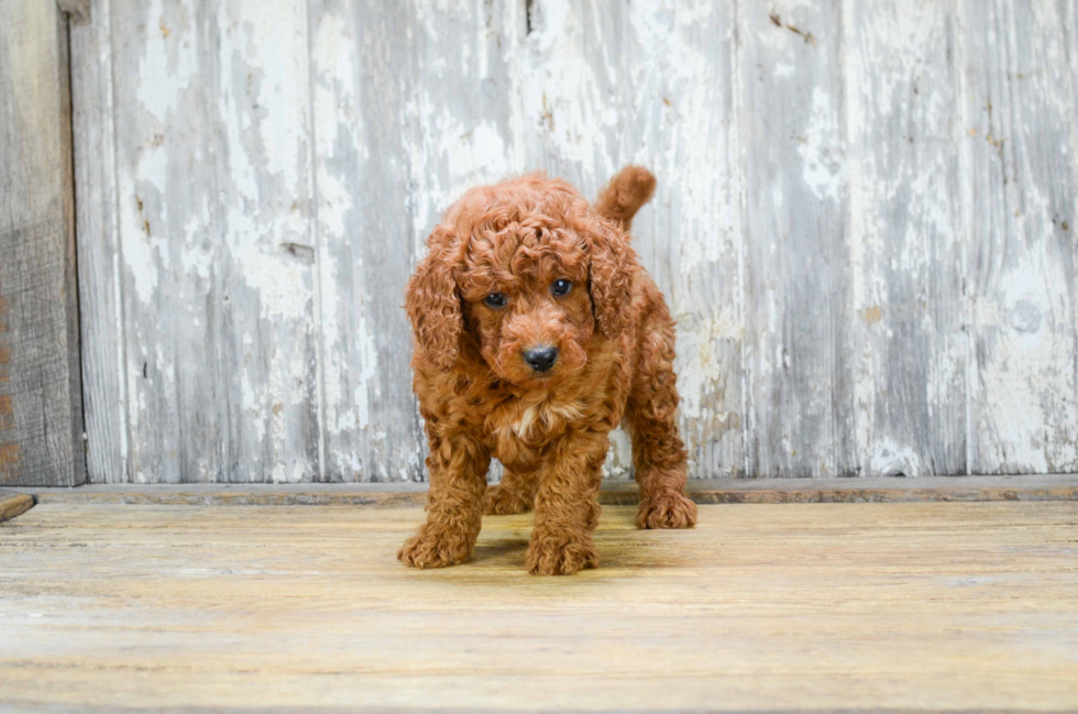 Mini Goldendoodle Puppy for Adoption