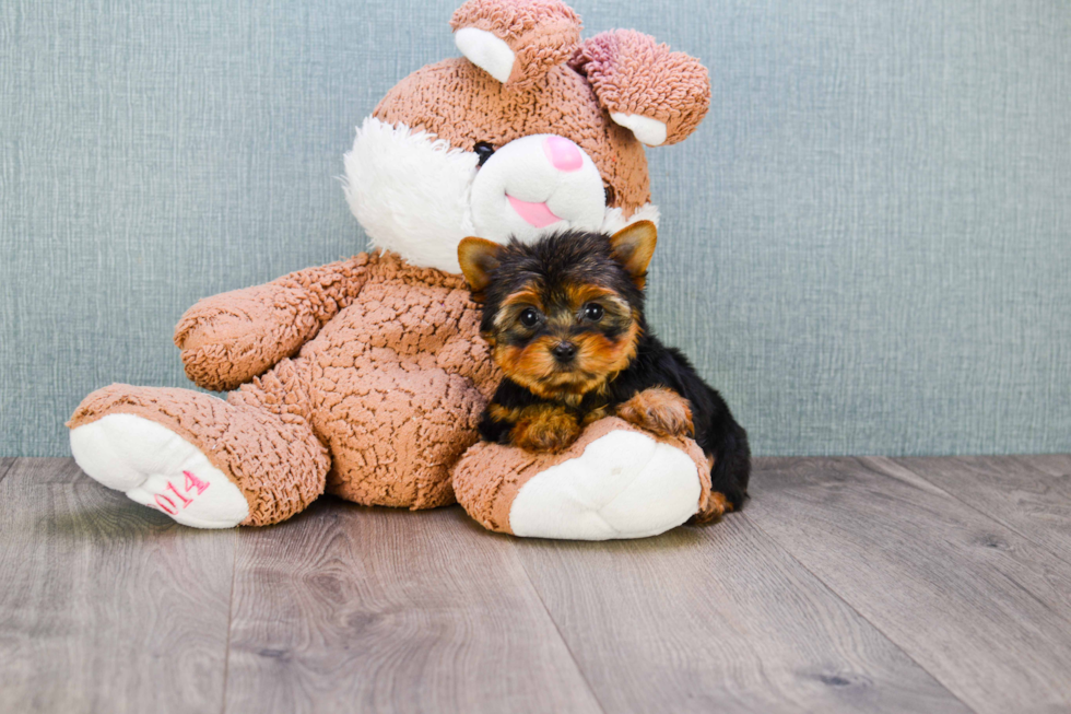 Meet Tinkerbell - our Yorkshire Terrier Puppy Photo 