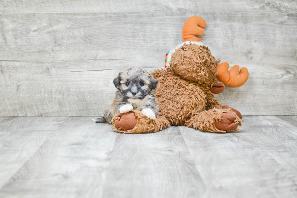 Cute Havanese Purebred Puppy