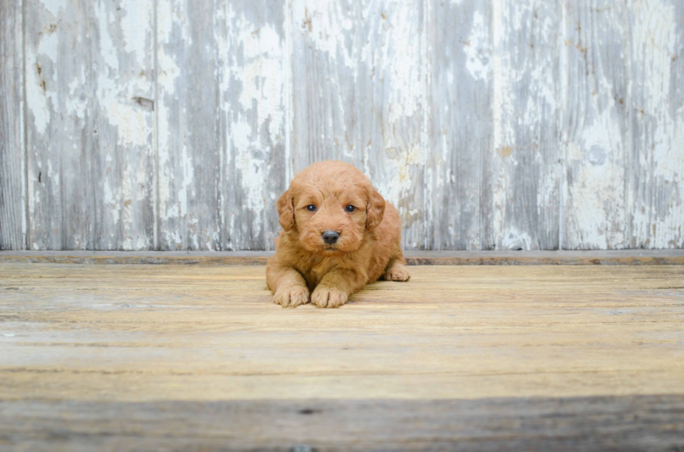 Popular Mini Goldendoodle Poodle Mix Pup