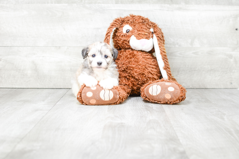 Smart Havanese Purebred Puppy