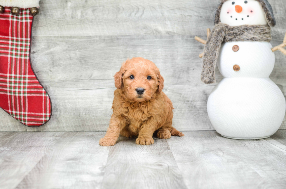 Friendly Mini Goldendoodle Baby