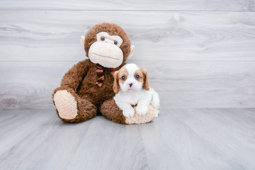 Small Cavalier King Charles Spaniel Purebred Pup