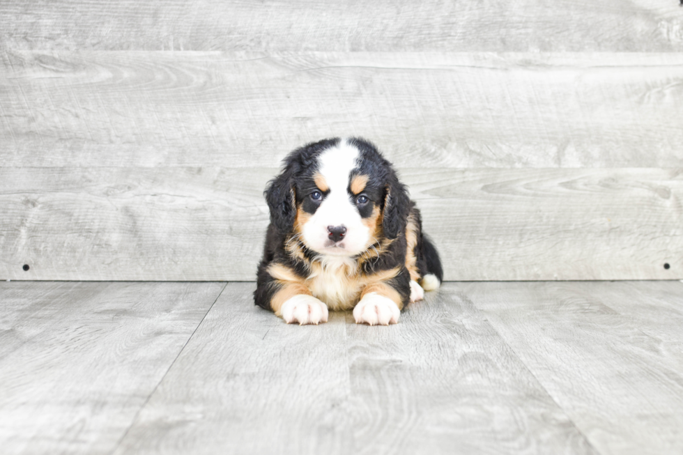 Mini Bernedoodle Pup Being Cute