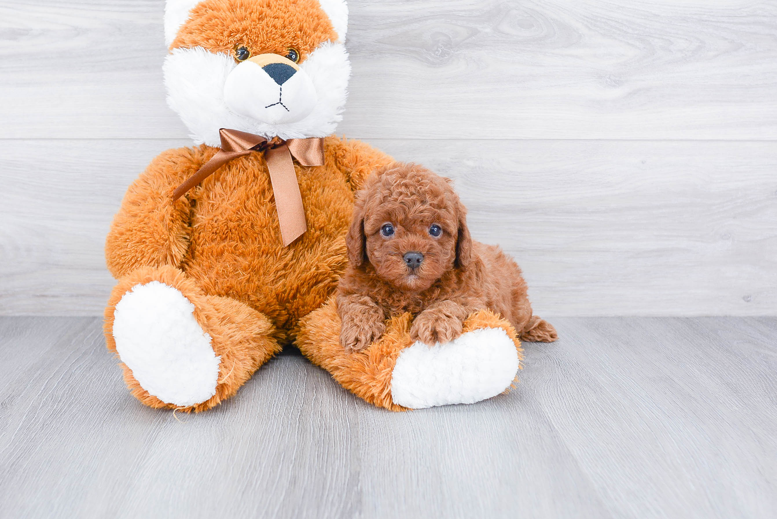 Cavapoo Puppy for Adoption