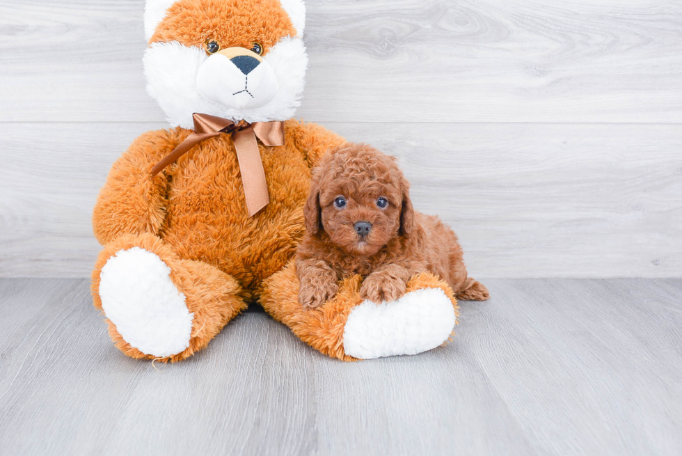 Cavapoo Puppy for Adoption