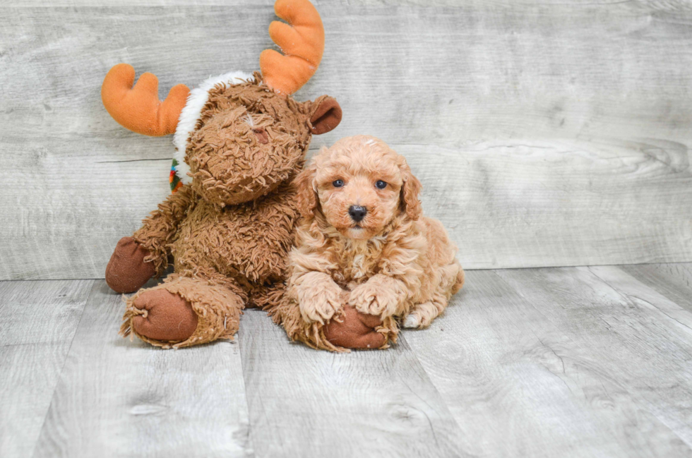 Cavapoo Puppy for Adoption