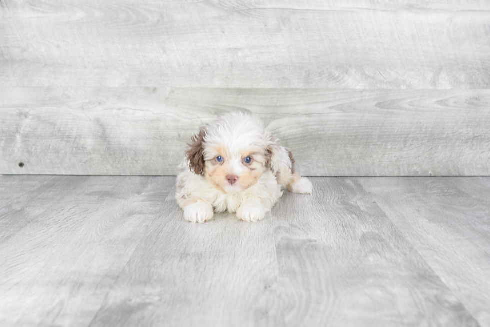 Mini Aussiedoodle Puppy for Adoption