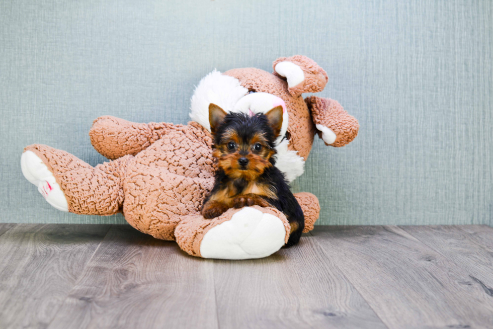 Meet Steph - our Yorkshire Terrier Puppy Photo 