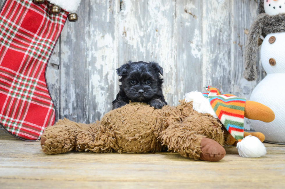 Best Morkie Baby