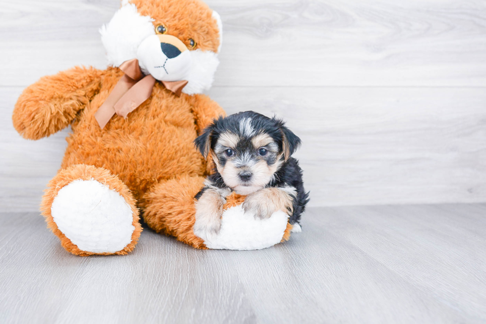 Morkie Pup Being Cute